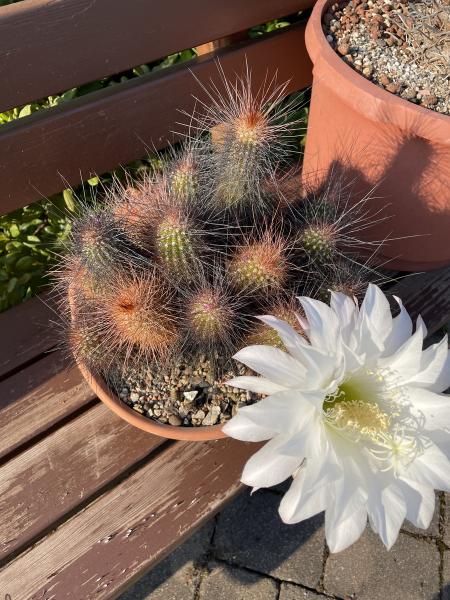Helianthocereus huascha